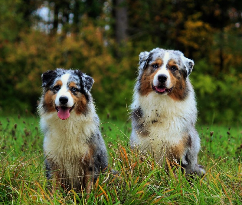 Nos amis qui ont du chien !